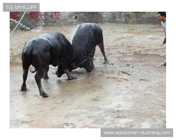 新手必备真人斗牛大全入门指南从零开始学会斗牛的基本技巧